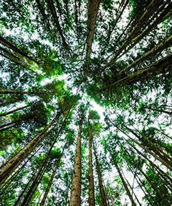 Forest meets sky
